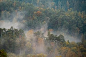 Bäume im Nebel - Landschaft