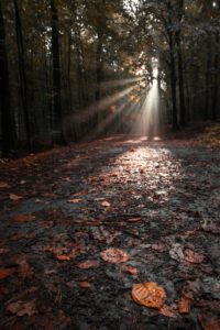 Herbstwald - Landschaft