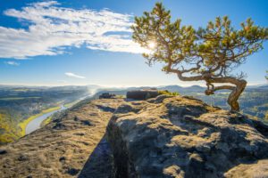 Lilienstein - Wetterkiefer, Elbe - Landschaft